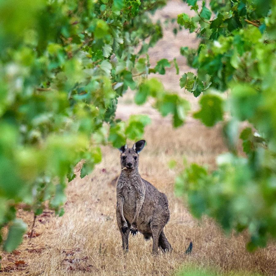Triple Creek Guest House - Barossa Region Seppeltsfield Eksteriør billede
